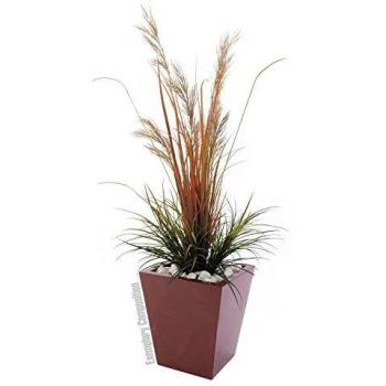 Cornice Europalms Leichtsin 50 Rosso
