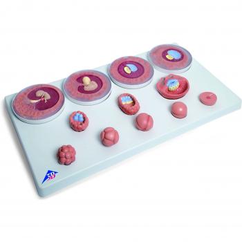 VG391 Embryo Growth System