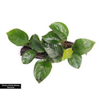 Anubias barteri - Premium Aquarienpflanze