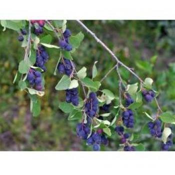 Pianta Amelanchier Alnifolia “Bacca dei Piccioni” – 1 Unità