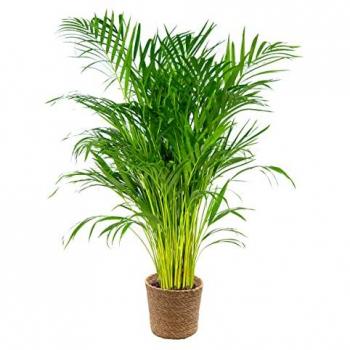 Dypsis Lutescens – Palmier Areca Dépolluant – Panier en Jonc 21 cm