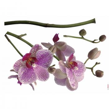 Komar Wandtattoo »Orchidee«, 100x70 cm (Breite x Höhe), selbstklebendes Wandtattoo