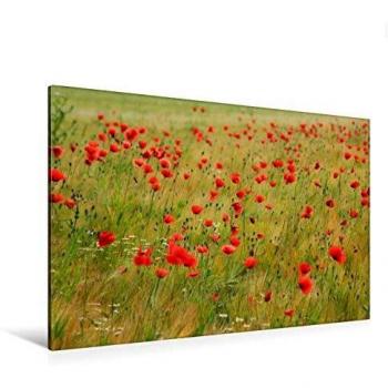 HD-Wandbild „Getreidefeld mit Mohn“ – 120 x 80 cm auf Keilrahmen