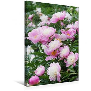 Gisela Kruse – CALVENDO Leinwanddruck 50×75 cm, Hochformat, Zweierlei Pfingstrosen