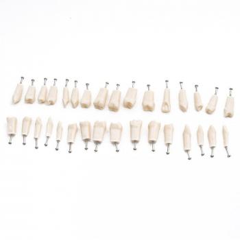 Standard Dental Model with 32 Teeth and Soft Gums