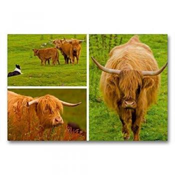 CALVENDO Leinwanddruck 90×60 cm – Highland Cattle “Schottische Träume”