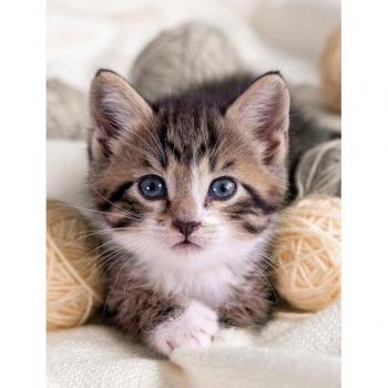 Wohndecke Katze aus Mikrofaser, KiNZLER