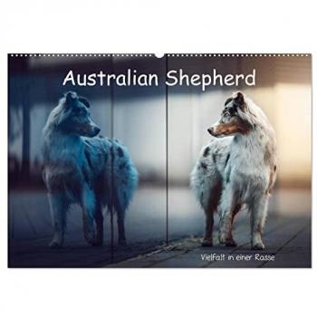 Australian Shepherd - Vielfalt in einer Rasse (Wandkalender 2025 DIN A2 quer) CALVENDO Monatskalender