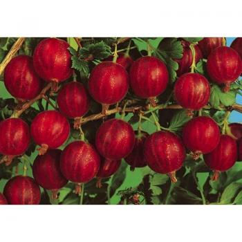 Groseille Maquereau rouge, 18 cm – Vivaio Garden Forest