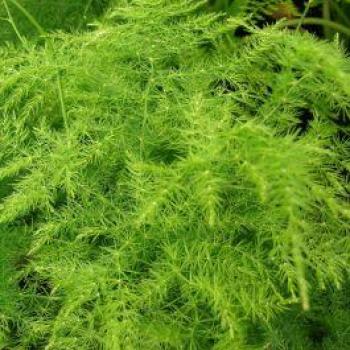 Asparagina da Interno in Vaso 12cm