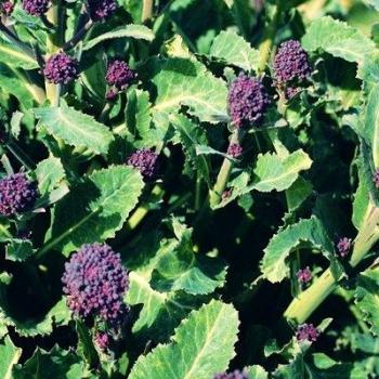 Organic Broccoli Early Purple Sprouting Seeds