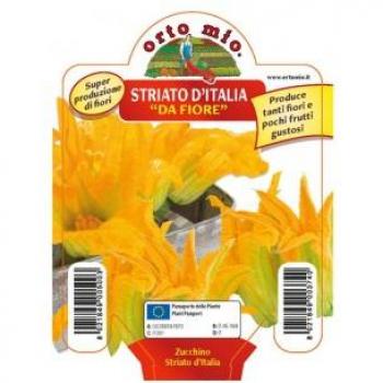 Basilico Italiano in Vaso D.14 - Orto Mio Aromatiche
