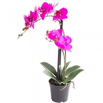 Kunstorchidee Orchidee Bora, Botanic-Haus, Höhe 50 cm