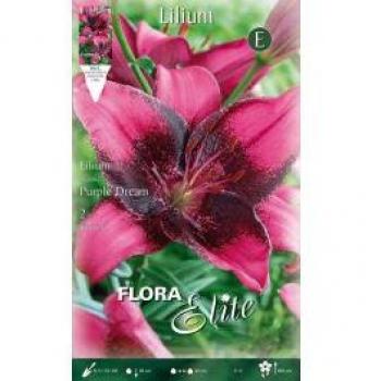 Asiatic Purple Bloom – Set di 2 Bulbi Lilium