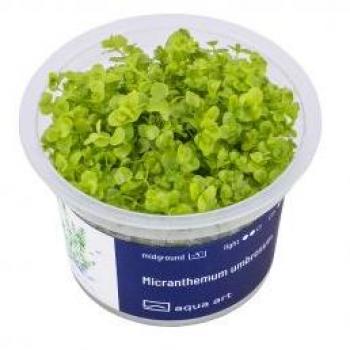 AquaArte Micranthemum Umbrosum