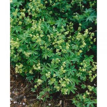 Stein-Frauenmantel, Alchemilla saxatilis, 9x9 cm Topf