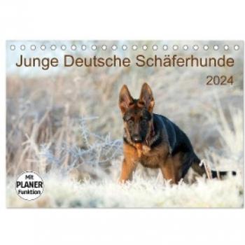 Junge Deutsche Schäferhunde (Tischkalender 2024 DIN A5 quer) CALVENDO Monatskalender