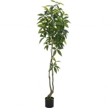 Pachira Olme Negra Altura 1.80 m