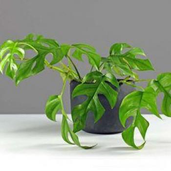 Monstera Minima in Vaso da 12CM - Pianta da Interno senza Coprivaso