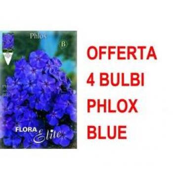 Bulbi Phlox Blu Set di 4 – Promozione