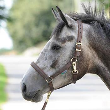Cabestro Bucas para Caballos Dublin