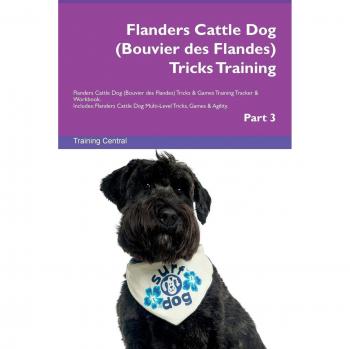 Flanders Cattle Dog