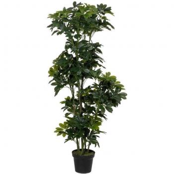 Planta Polietileno Schefflera 612248