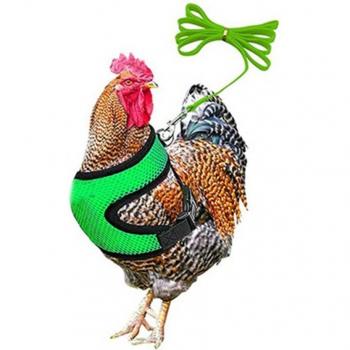 Stylish Adjustable Chicken Harness