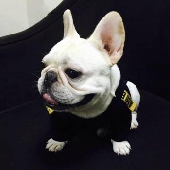 Sweat à Capuche pour Bouledogue Français