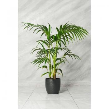 Howea Forsteriana Classica 21 cm