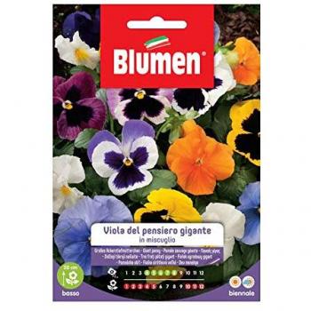 Mélange de Semences de Viola Géante