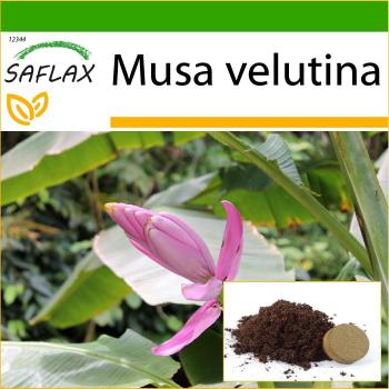 SAFLAX - Roze Fluwelen Banaan - 8 zaden - Inclusief potsubstraat voor optimale groei - Musa velutina