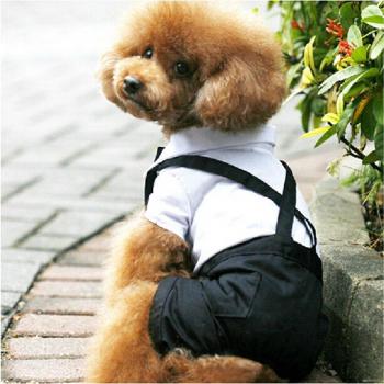 Chihuahua Peluche Glamour