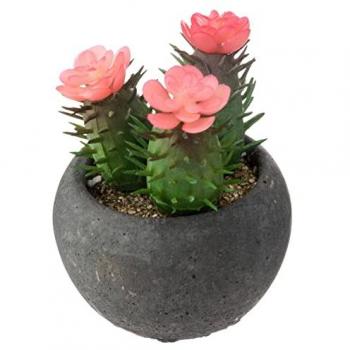 Maceta de Cemento con Cactus D6 – Estilo Atmosphera