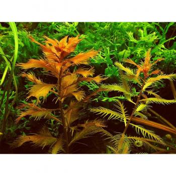 Marsh Proserpine Seed Pack – Dennerle