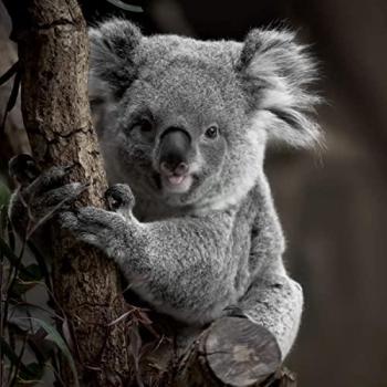 Koala Glass Portrait