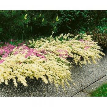 Cytisus kewensis 'Sonnenschein'