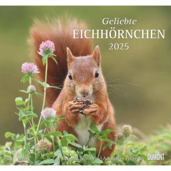 Geliebte Eichhörnchen 2025 - DUMONT Wandkalender - mit den wichtigsten Feiertagen - Format 380 x 355 cm