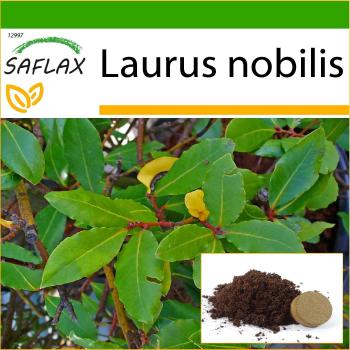 SAFLAX - Laurier - 6 zaden - Inclusief potsubstraat voor optimale groei - Laurus nobilis