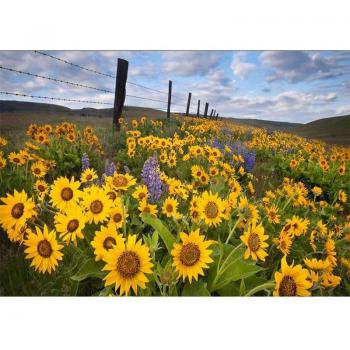 Perennial Sunflower Diamond Painting Set 20X30CM