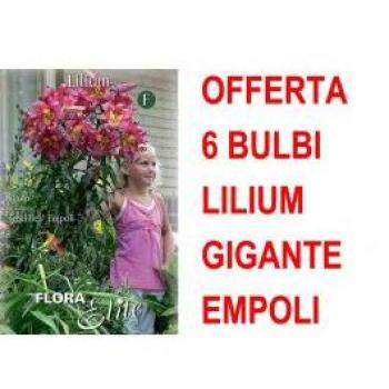 Offerta 6 bulbi lilium gigante empoli bulbs bulbes