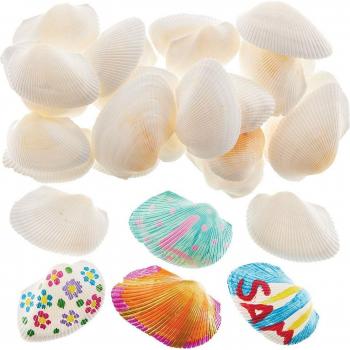 White Craft Shells (Pack of 30) Approx 60mm Wide
