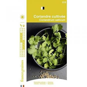Graines de Coriandre Française