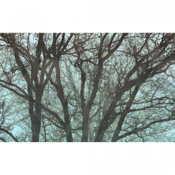 Komar Vliestapete „Whispering Woods“ 400 × 250 cm – Matte Oberfläche