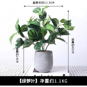 Plante décorative en pot pour bureau