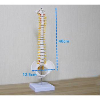 40/45cm Lumbar and Cervical Vertebrae Skeleton Model