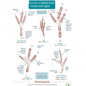 Guide to British bird tracks and signs